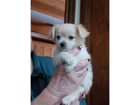 grand junction puppies for sale